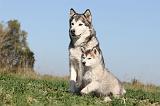 ALASKAN MALAMUTE 143
